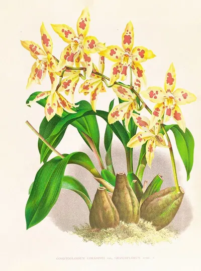 Odontoglossum coradinei var grandiflorum by Jean Jules Linden, 1885-1906 — digital art print download