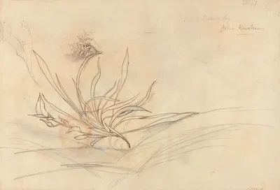 Sketch of Foliage by Джон Рескин — digital art print download