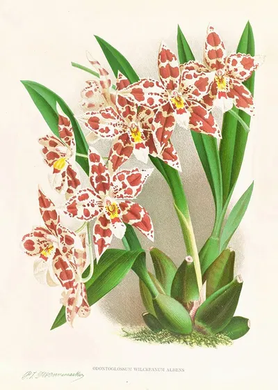 Odontoglossum wilckeanum albens by Jean Jules Linden, 1885-1906 — digital art print download