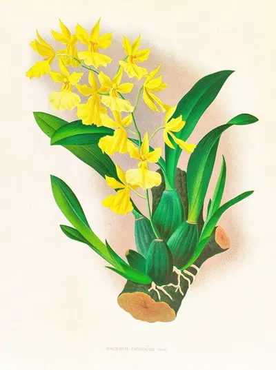 Oncidium concolor by Jean Jules Linden, 1885-1906 — digital art print download