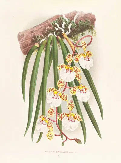 Oncidium jonesianum by Jean Jules Linden, 1885-1906 — digital art print download