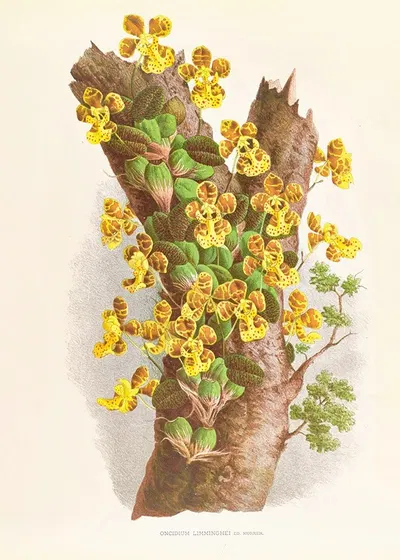 Oncidium Limminghei by Jean Jules Linden, 1885-1906 — digital art print download