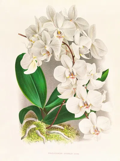 Phalaenopsis amabilis by Jean Jules Linden, 1885-1906 — digital art print download