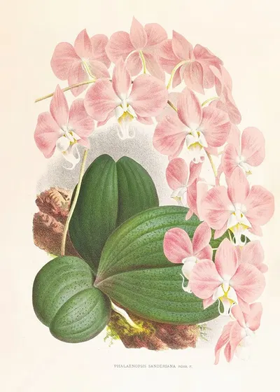 Phalaenopsis sanderiana by Jean Jules Linden, 1885-1906 — digital art print download