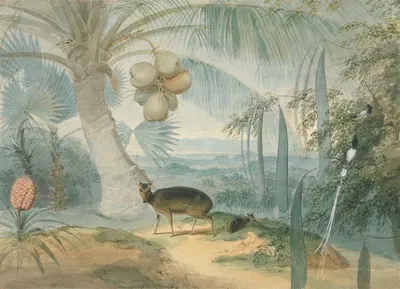 Пейзаж на Цейлоне с barking deer и олененком и парой ловчих птиц by Самуэль Даниэль — digital art print download