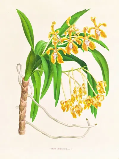 Vanda lindeni by Jean Jules Linden, 1885-1906 — digital art print download