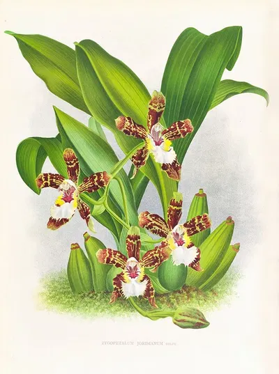 Zygopetalum jorisianum by Jean Jules Linden, 1885-1906 — digital art print download
