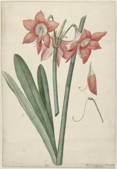 Amaryllis Haworthia Margaritiferas by Laurens Jacobsz. van der Vinne, 1737 — digital art print download