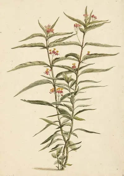 Bloeiende frederiksbloem (Asclepias curassavica) by Laurens Vincentsz. van der Vinne, 1668 - 1729 — digital art print…
