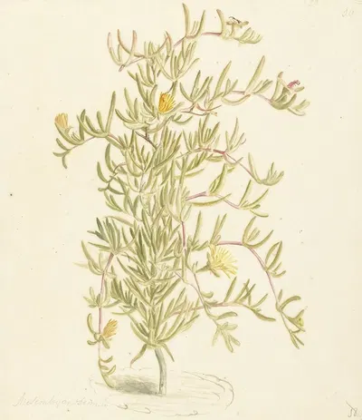 Bloeiende Mesembryanthemum uit de familie der Aizoaceae by Laurens Vincentsz. van der Vinne, 1668 - 1729 — digital art…