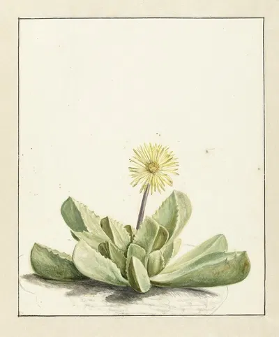 Bloeiende Mesembryanthemum by Laurens Vincentsz. van der Vinne, 1668 - 1729 — digital art print download