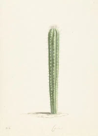 Cactus by Laurens Vincentsz. van der Vinne, 1668 - 1729 — digital art print download