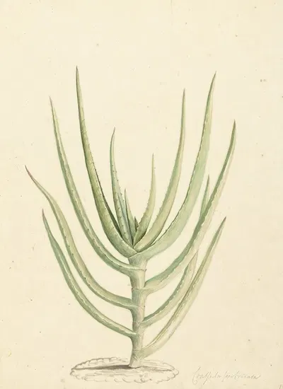 Crassula perfoliata by Laurens Vincentsz. van der Vinne, 1668 - 1729 — digital art print download