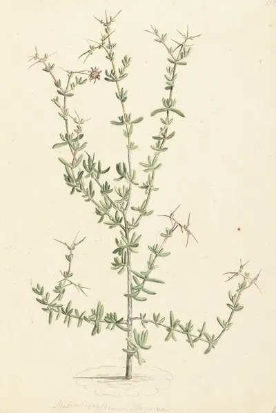 Mesembryanthemum spinosum by Laurens Vincentsz. van der Vinne, 1668 - 1729 — digital art print download