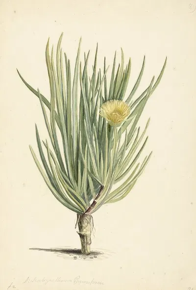 Narrow-leaved Iceplant in Bloom by Laurens Vincentsz. van der Vinne, 1668 - 1729 — digital art print download