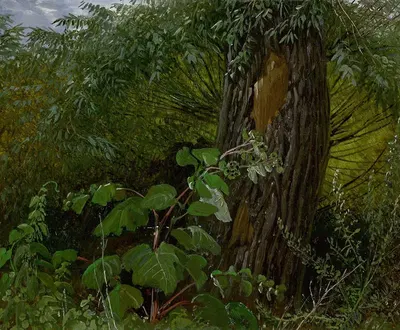 Ствол ивы с подлеском by Карл Густав Каруз — digital art print download