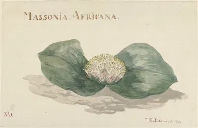 Bloem Massonia Africana by Maria Geertruida Barbiers-Snabilié, 1789 — digital art print download