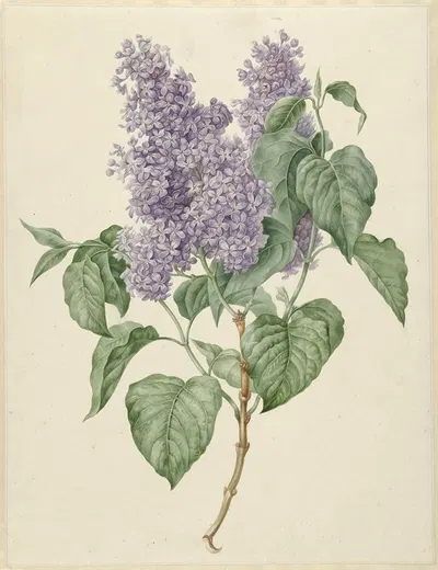 Tak met paarse seringen by Maria Geertruida Barbiers-Snabilié, 1786 - 1838 — digital art print download