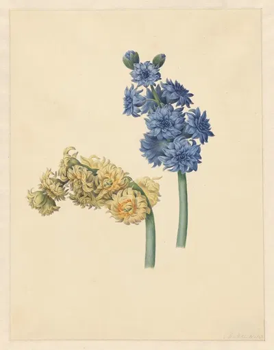 Twee hyacinten by Maria Margaretha van Os, 1823 — digital art print download
