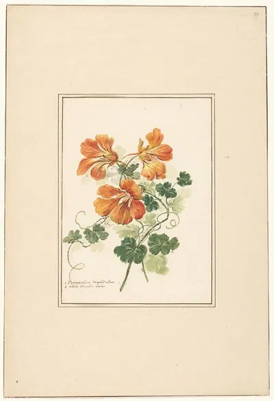 Takken van een Tropaeolum en een viooltje by Pieter van Loo — digital art print download