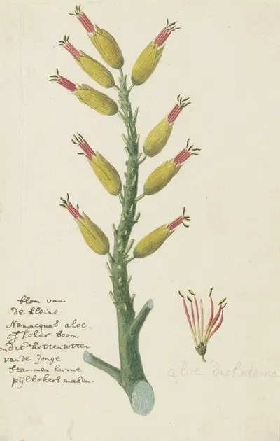 Aloe dichotoma Masson (Quiver tree or Kokerboom) by Robert Jacob Gordon, 1777 - 1786 — digital art print download