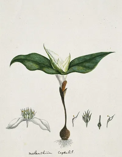 Androcymbium capense (L.) Krause. by Robert Jacob Gordon, 1777 - 1786 — digital art print download