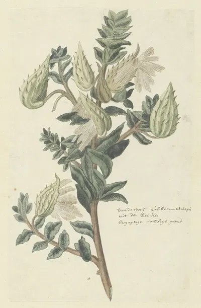 Asclepias cancellata or Gomphocarpus cancellatus Burm.f. Bruyns (Cape or Cotton milkweed) by Robert Jacob Gordon — digital…