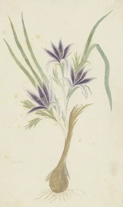 Babiana sambucina (Jacq.) Ker Gawl. (Bobbejaantje) by Robert Jacob Gordon, 1777 - 1786 — digital art print download