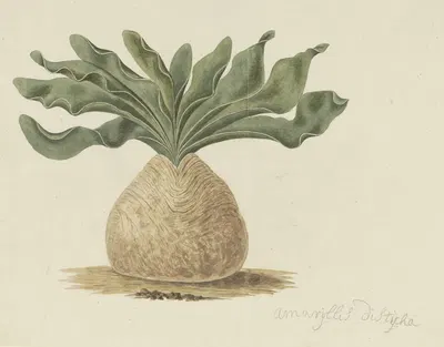 Boophone haemanthoides F.M. Leighton (Hottentots poison-bulb, or giftbol) by Robert Jacob Gordon, 1777 - 1786 — digital art…