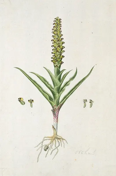 Corycium orobanchoides (L.f.) Swartz by Robert Jacob Gordon, 1777 - 1786 — digital art print download