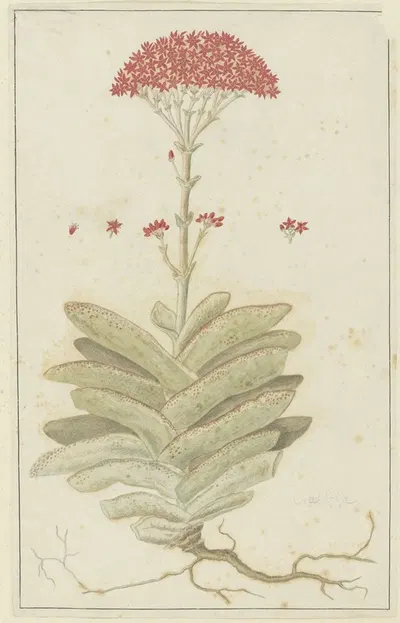 Crassula perfoliata L. (Sekelblaarplakkie) by Robert Jacob Gordon, 1777 - 1786 — digital art print download