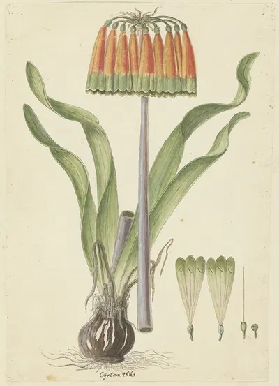 Cyranthus obliquus (L.f.) Aiton (Knysna lily) by Robert Jacob Gordon, 1777 - 1786 — digital art print download