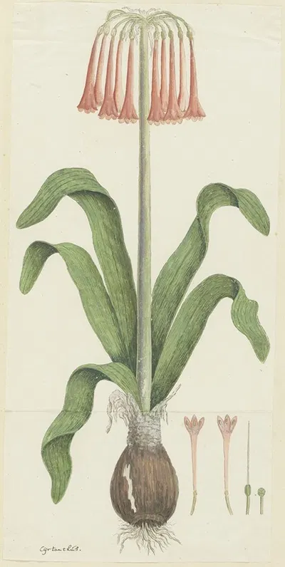 Cyrtanthus carneus Lindl. (Sand-lily) by Robert Jacob Gordon, 1777 - 1786 — digital art print download