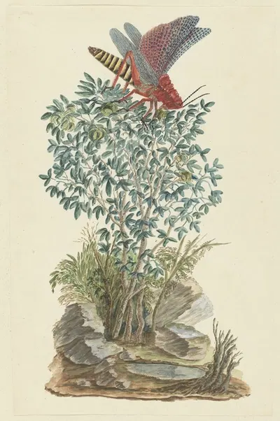 Dictyophorus spumans (Koppie foam grasshopper) perhched on a Zygophyllum sp. (Caper bean) by Robert Jacob Gordon, 1777 -…