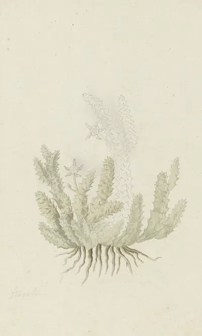 Duvalia caespitosa (Masson) Haw (Milkweed) by Robert Jacob Gordon, 1777 - 1786 — digital art print download