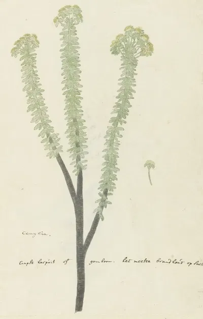 Euryops lateriflorus (L.f.) DC. (Cape gumtree) by Robert Jacob Gordon, 1777 - 1786 — digital art print download