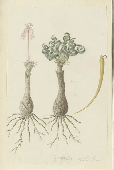 Gethyllis lanuginose Marloth [Gethyllis villosa] (Kukumakranka) by Robert Jacob Gordon, 1777 - 1786 — digital art print…