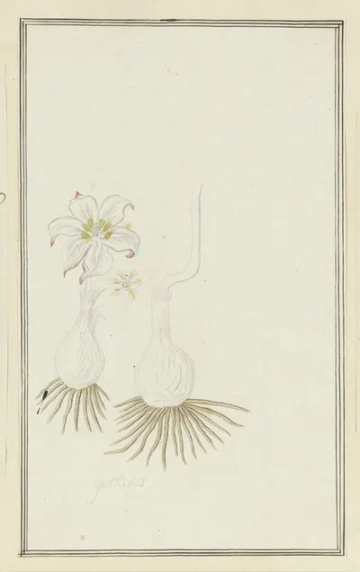 Gethyllis sp. (Kukumakranka) by Robert Jacob Gordon, 1777 - 1786 — digital art print download