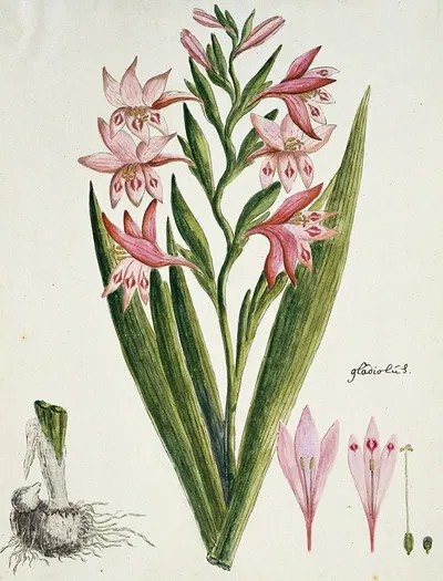 Gladiolus carneus D. Delarochev (Painted lady) by Robert Jacob Gordon, 1777 - 1786 — digital art print download