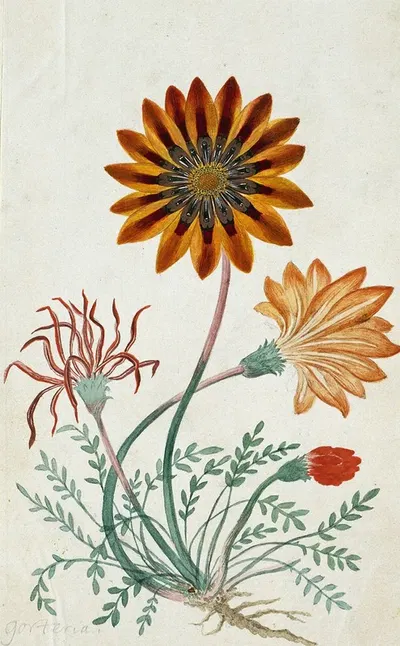 Gorteria diffusa by Robert Jacob Gordon, 1777 - 1786 — digital art print download