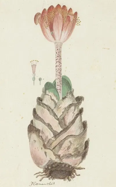 Haemanthus coccineus L. (Blood flower; Bloedblom) by Robert Jacob Gordon, 1777 - 1786 — digital art print download