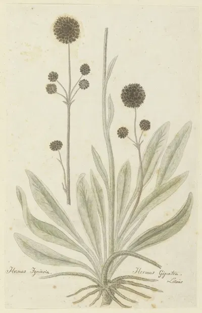 Hermas igniaria of Hermas gigantea (Tontelblaar) by Robert Jacob Gordon, 1777 - 1786 — digital art print download