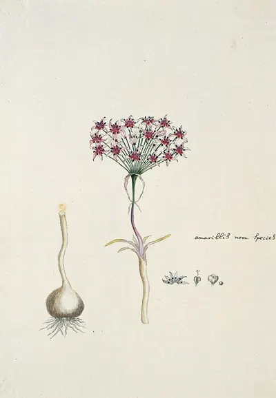 Hessea cinnamomea (L'Hérit.) Durand & Schinz. (umbrella lily) by Robert Jacob Gordon, 1777 - 1786 — digital art print…