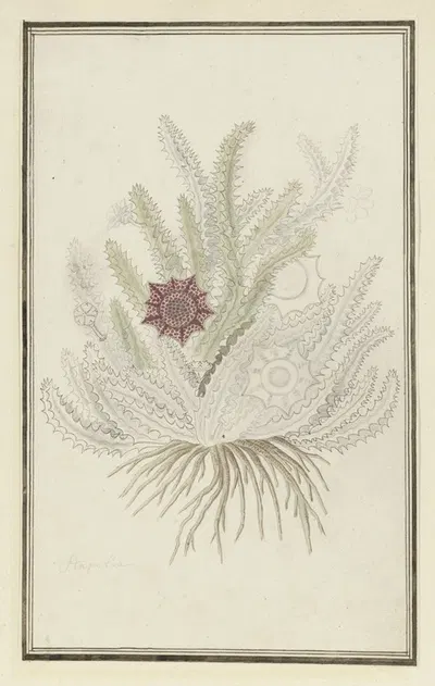 Huernia guttata (Masson) Haw. (Stapelia guttata) by Robert Jacob Gordon, 1777 - 1786 — digital art print download