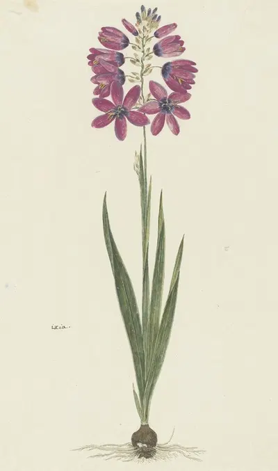 Ixia lutea Eckl. var. ovata. by Robert Jacob Gordon, 1777 - 1786 — digital art print download