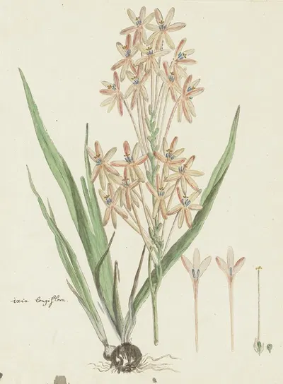 Ixia paniculata D. Delaroche by Robert Jacob Gordon, 1777 - 1786 — digital art print download