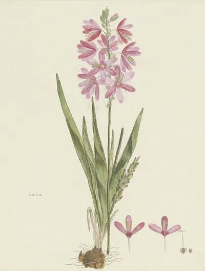 Ixia patens Aiton by Robert Jacob Gordon, 1777 - 1786 — digital art print download