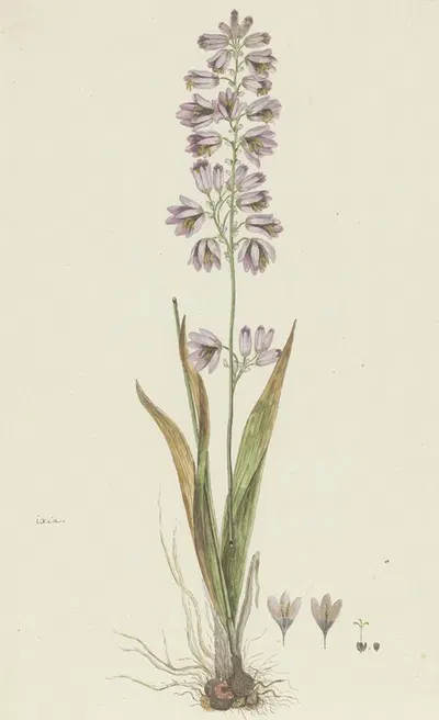 Ixia polystachya L. (Cornlily) by Robert Jacob Gordon, 1777 - 1786 — digital art print download