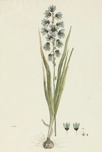 Ixia viridiflora Lam. by Robert Jacob Gordon, 1777 - 1786 — digital art print download