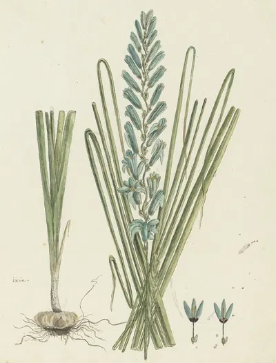 Ixia viridiflora Larn. (Turqoise ixia) by Robert Jacob Gordon, 1777 - 1786 — digital art print download